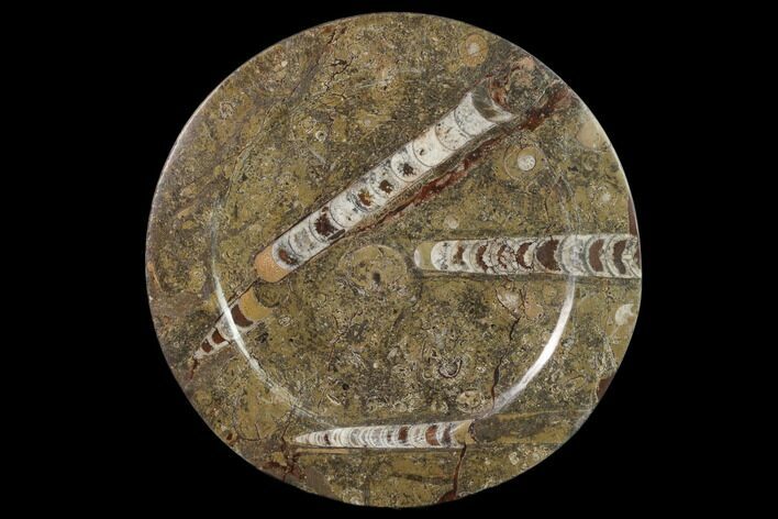 Fossil Orthoceras & Goniatite Round Plate - Stoneware #140055